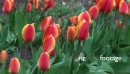 Tulips 4322